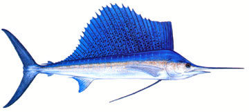 sailfish.jpg